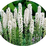 Liatris spicata 'Floristan Weiss' 9 cm pot