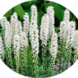 Liatris spicata 'Floristan Weiss' 9 cm pot
