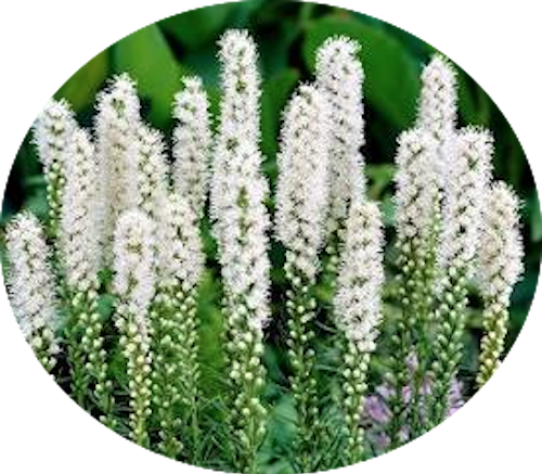 Liatris spicata 'Floristan Weiss' 9 cm pot