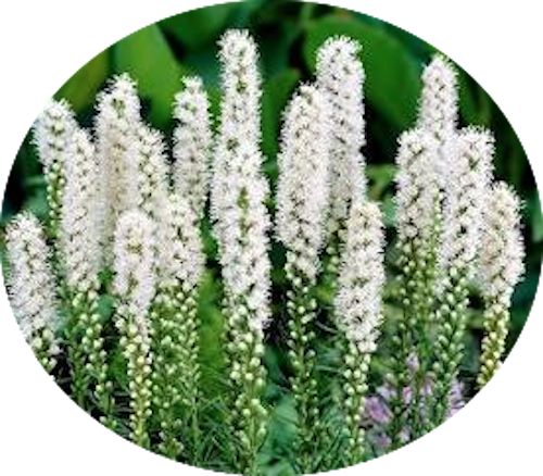 Liatris spicata 'Floristan Weiss' 9 cm pot