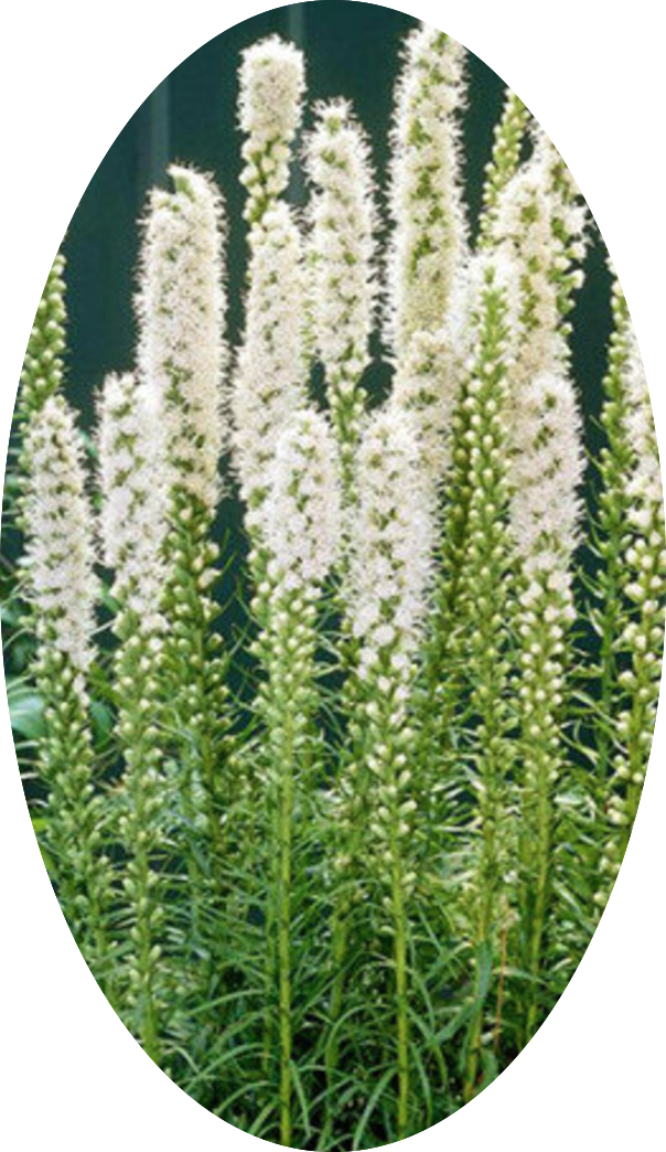 Liatris spicata 'Floristan Weiss' 9 cm pot