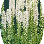 Liatris spicata 'Floristan Weiss' 9 cm pot