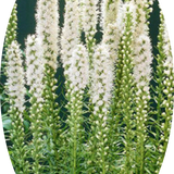 Liatris spicata 'Floristan Weiss' 9 cm pot