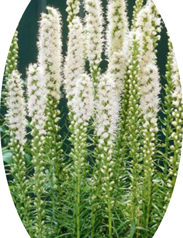 Liatris spicata 'Floristan Weiss' 9 cm pot