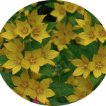Lysimachia punctata 9 cm pot