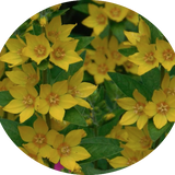 Lysimachia punctata 9 cm pot