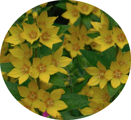 Lysimachia punctata 9 cm pot