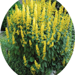 Lysimachia punctata 9 cm pot