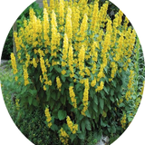 Lysimachia punctata 9 cm pot
