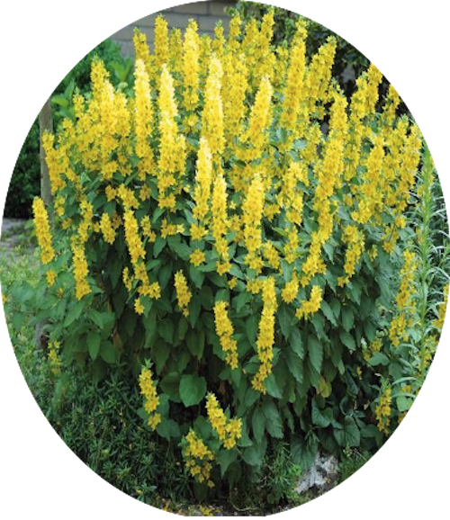 Lysimachia punctata 9 cm pot