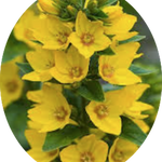 Lysimachia punctata 9 cm pot