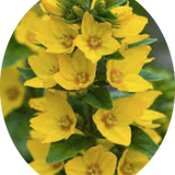 Lysimachia punctata 9 cm pot