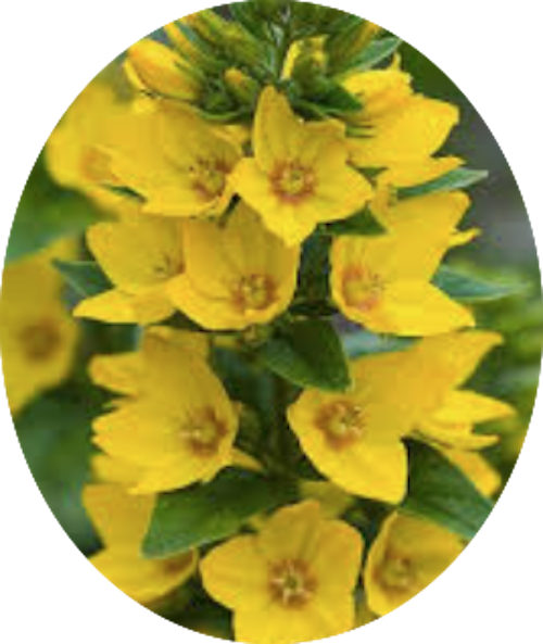 Lysimachia punctata 9 cm pot