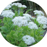 Sedum spectabile glacier 10 cm pot