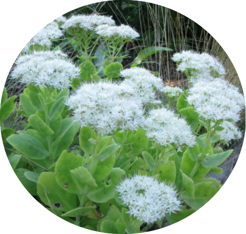 Sedum spectabile glacier 10 cm pot
