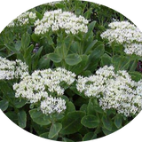 Sedum spectabile stardust v.9