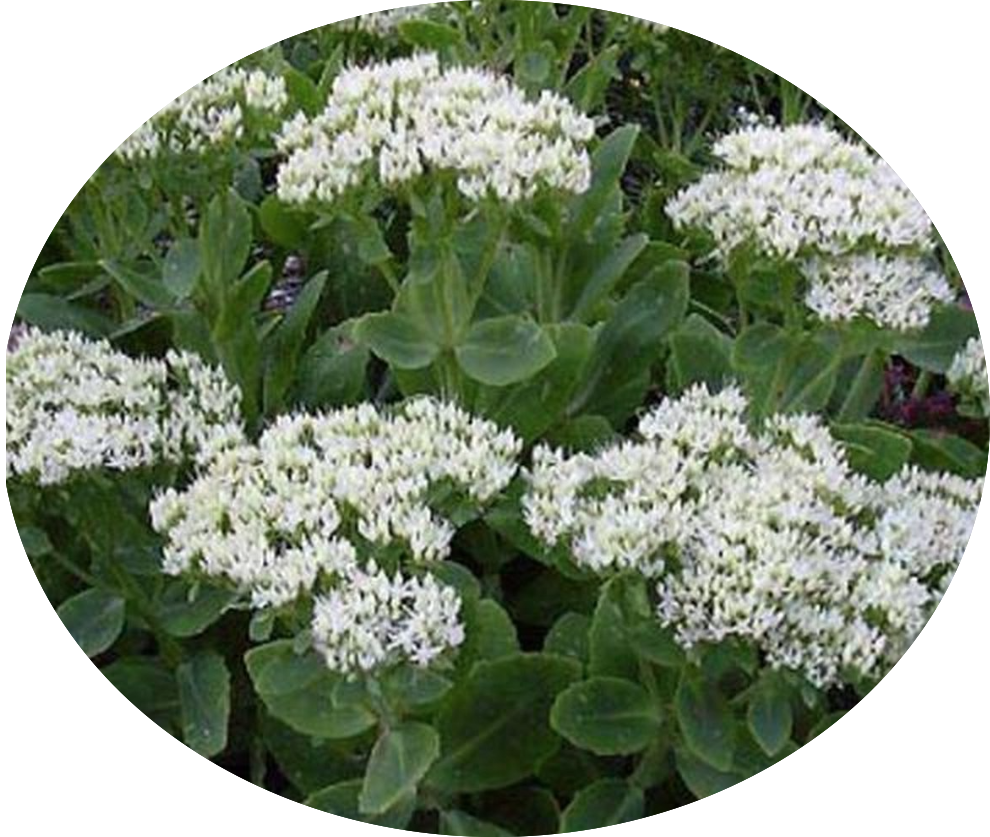 Sedum spectabile stardust v.9