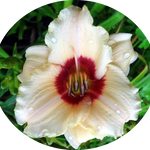 Hemerocallis Brillant vaso. 9