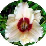 Hemerocallis Brillant vaso. 9