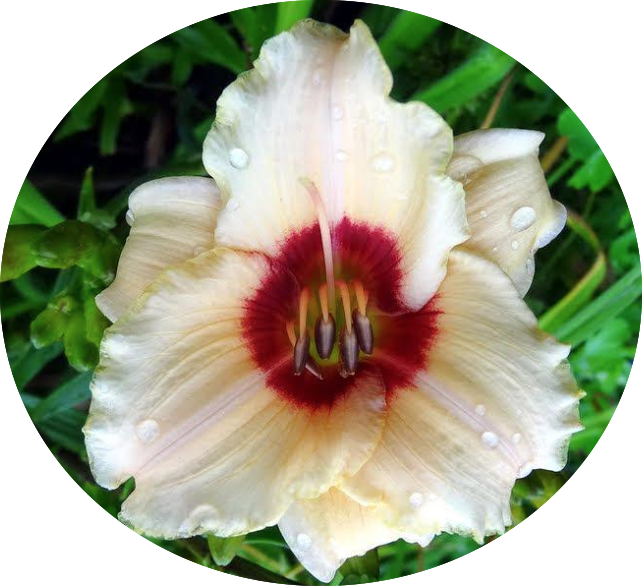 Hemerocallis Brillant vaso. 9