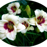 Hemerocallis Brillant vaso. 9