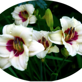 Hemerocallis Brillant vaso. 9