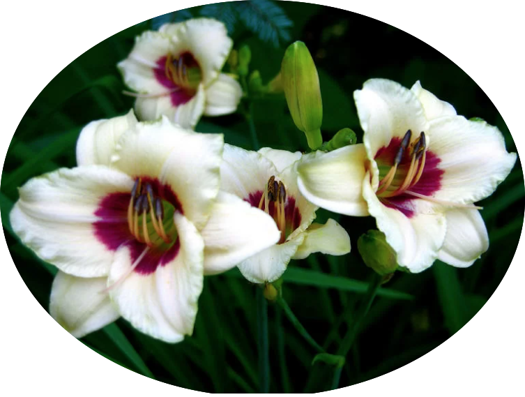 Hemerocallis Brillant vaso. 9