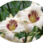 Hemerocallis Brillant vaso. 9