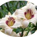 Hemerocallis Brillant vaso. 9