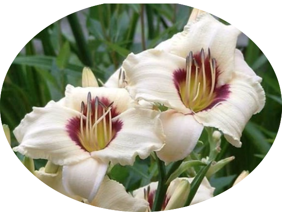 Hemerocallis Brillant vaso. 9