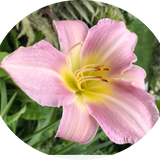 Hemerocallis 'Catherine Woodbury'  vaso