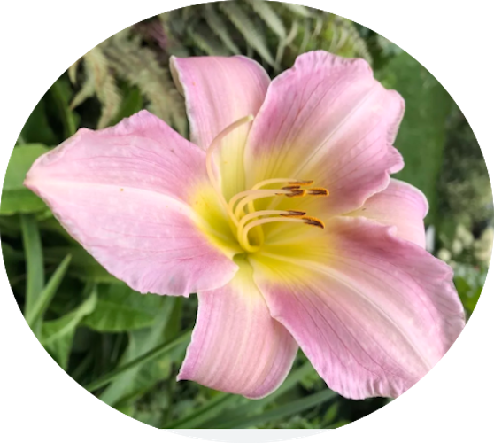 Hemerocallis 'Catherine Woodbury'  vaso