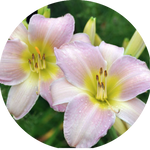 Hemerocallis 'Catherine Woodbury'  vaso
