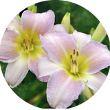 Hemerocallis 'Catherine Woodbury'  vaso