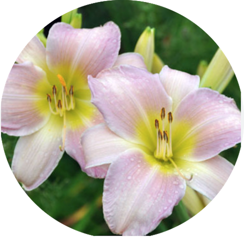 Hemerocallis 'Catherine Woodbury'  vaso