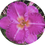 Hemerocallis 'Entrapment' vaso