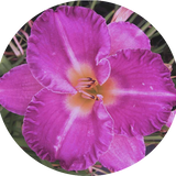 Hemerocallis 'Entrapment' vaso