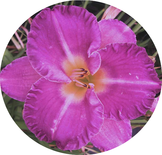 Hemerocallis 'Entrapment' vaso