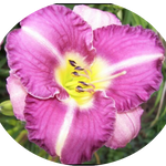 Hemerocallis 'Entrapment' vaso
