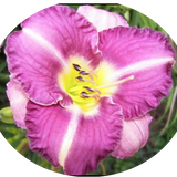 Hemerocallis 'Entrapment' vaso