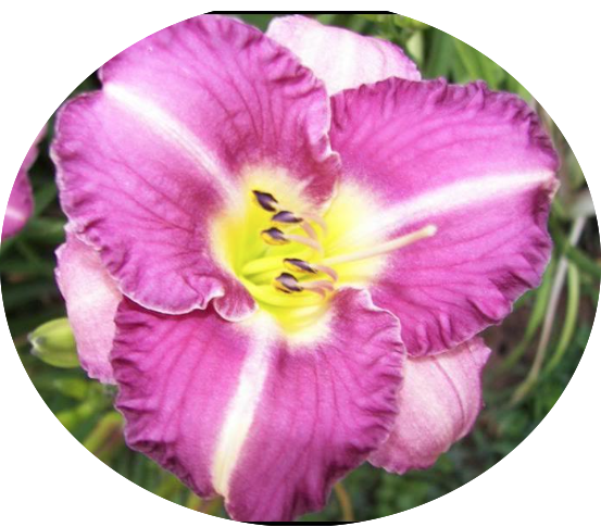 Hemerocallis 'Entrapment' vaso