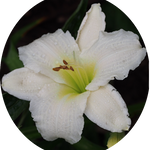 Hemerocallis 'Gentle Shepherd'