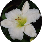 Hemerocallis 'Gentle Shepherd'
