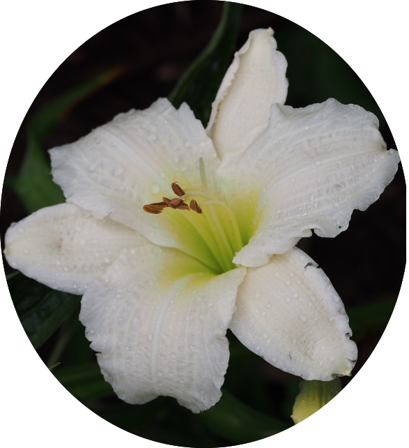 Hemerocallis 'Gentle Shepherd'