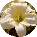 Hemerocallis 'Gentle Shepherd'