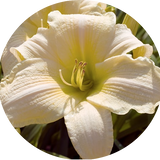 Hemerocallis 'Gentle Shepherd'