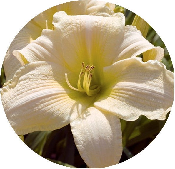 Hemerocallis 'Gentle Shepherd'