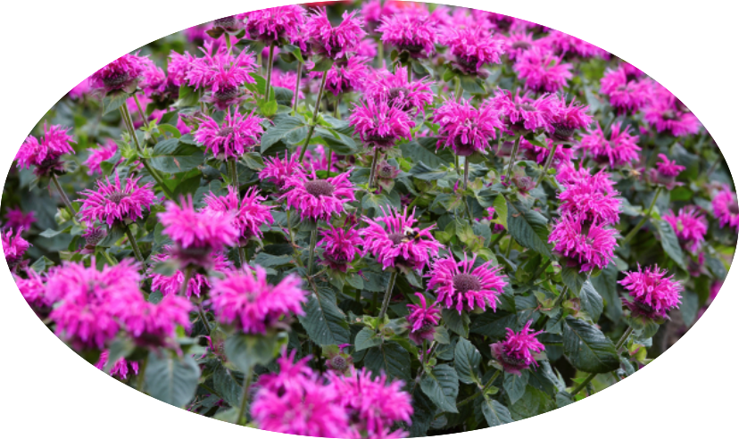 Monarda 'Donnerwolke  v.9