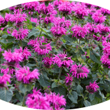 Monarda 'Donnerwolke  v.9