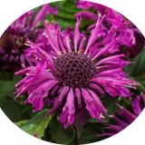 Monarda 'Donnerwolke  v.9